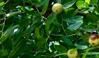 莲花菩提到底是啥植物的果实呢 莲花菩提是什么植物的果实