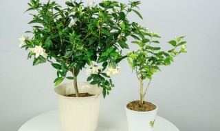 栀子花光长叶子不开花的原因 栀子花怎么光长叶子不开花呢