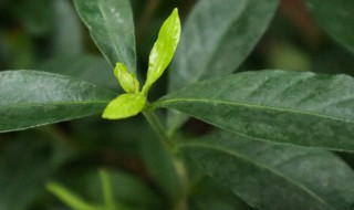 栀子花的叶子发黑原因介绍 栀子花的叶子发黑了什么原因