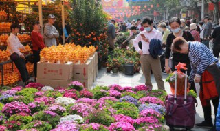 含笑花叶子发黄还掉叶是怎么回事 含笑花叶子发黄还掉叶怎么办