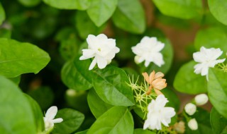 茉莉花叶子发黄干枯原因以及处理方法 茉莉花叶子发黄干枯怎么处理