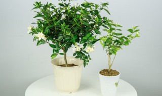 怎么养护栀子花 栀子花的养殖方法和注意事项栀子