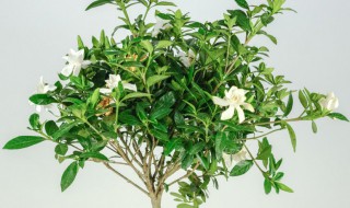 关于栀子花的花语 栀子花语