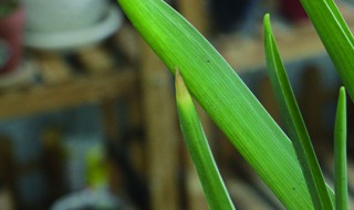 土培风信子的教程 风信子的土培养殖方法