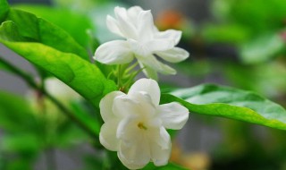 如何解决非洲茉莉叶子发黄脱落 非洲茉莉叶子发黄脱落怎么办