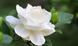如何解决栀子花的叶子打卷 栀子花的叶子打卷怎么办啊