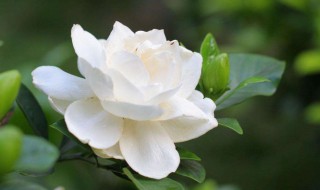 什么原因栀子花叶子发黑 为什么栀子花叶子发黑
