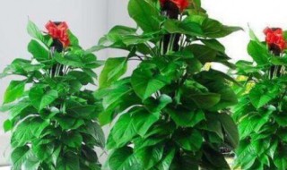 大片叶子植物有哪些 大片叶子植物