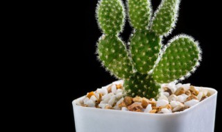 叶仙是仙人掌科灌木植物对吗 叶仙是什么植物