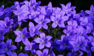 紫色的花有什么及花名 紫色的花有哪些及花名