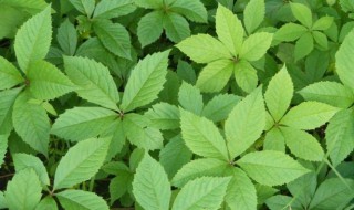 哪些植物的一片叶子有八个角 什么植物的一片叶子有八个角