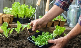 生物除了植物和动物外还有哪些 生物除了植物和动物外还有什么