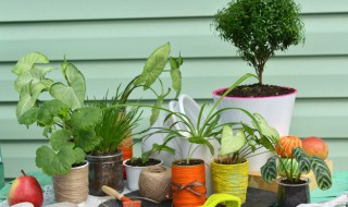 植物叶子发黄干枯的原因 植物叶子发黄干枯是怎么回事