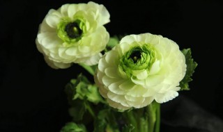芹菜牡丹繁殖方法介绍 芹菜牡丹繁殖方法有哪些