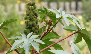有毒的植物介绍 有毒的植物有哪些