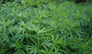 生长在水里能吃的植物是什么 生长在水里可以吃的植物是什么