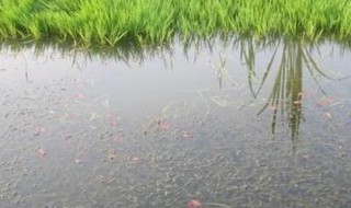 哪些动植物可以在池塘养殖 请问有哪些动植物在池塘生活