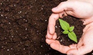 土壤能为植物的生长提供什么条件 土壤能为植物的生长提供哪些条件