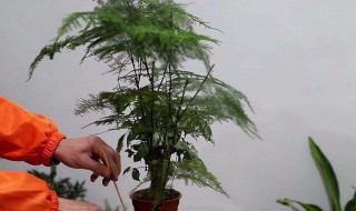 文竹怎样繁殖和扦插 文竹的简易扦插繁殖方法