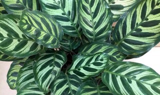 植物猫眼如何养殖 植物猫眼怎么养殖方法