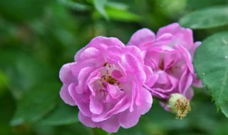 立夏过了能种什么花 立夏过了可以种什么花