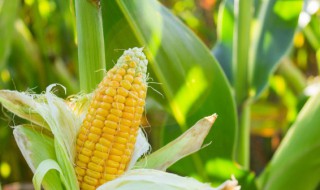 过立夏还能种玉米吗 过立夏还可以种玉米吗