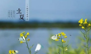 北方立夏适宜种哪些蔬菜 北方立夏能种什么菜