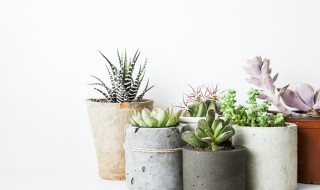 立夏还可不可以种多肉 立夏还可以种多肉吗