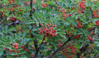 立夏之后是否可以种花椒 立夏之后可以种花椒吗