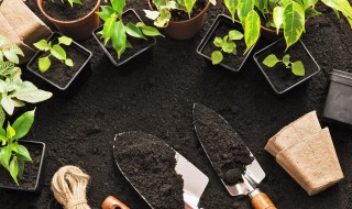 立夏季节惠州种什么菜 惠州立夏季节种什么菜