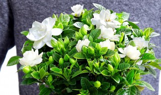 栀子花叶子蔫了怎么办 花的叶子都蔫了怎么办
