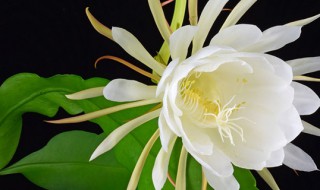 昙花的产地介绍 中国哪里有昙花