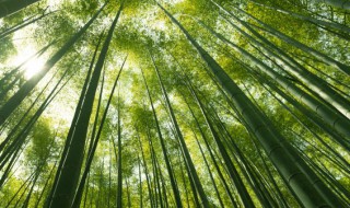 北方紫竹养护的教程 北方紫竹的养殖方法和注意事项