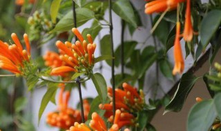 炮仗花养殖的流程 炮仗花的养殖方法和注意事项