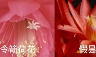 令箭荷花是不是昙花 令箭荷花是昙花吗