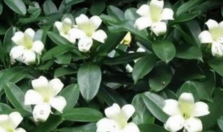 茉莉花是否四季开花 茉莉花是不是四季开花