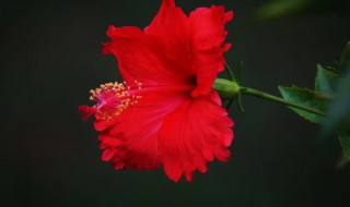 朱槿和扶桑花是否是一种花 朱槿和扶桑花是一种花吗
