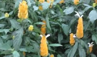 金苞花的养殖方法是什么 金苞花的养殖方法