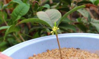 朱砂桂花怎么养殖 朱砂桂花的养殖方法