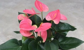 红掌怎么养 红掌花怎么养殖方法