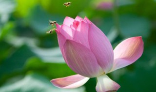 盆莲花的养殖方法是什么 盆莲花的养殖方法