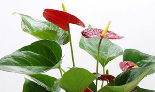 花烛的养殖方法是什么 花烛的养殖方法