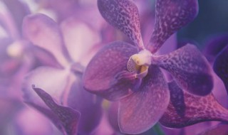 兰花大富贵的养殖方法有哪些 兰花大富贵的养殖方法