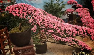 杜鹃花养殖的温度和光照要求是什么 嫁接杜鹃花的养殖方法