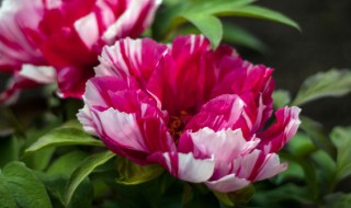 红龙骨花怎么养殖 红龙骨花的养殖方法