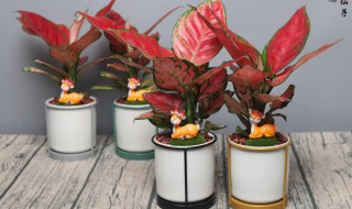 花仙子植物养殖方法有哪些 花仙子植物养殖方法