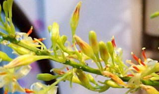 龙须花怎么养殖方法有哪些 龙须花怎么养殖方法