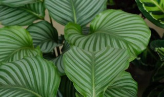 青苹果花的养殖方法有哪些 青苹果花的养殖方法