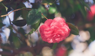 剪花叶子的步骤有哪些 花的叶子怎么剪