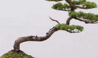 黑松怎么养殖 盆栽黑松的养殖方法